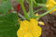 IMG_20260611_110718