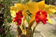 DSCF0122