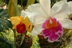 DSCF0135