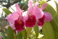 DSCF0136