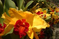 DSCF0137