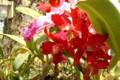 DSCF0138