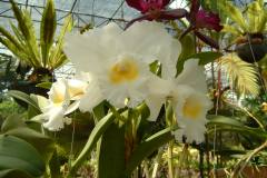 DSCF0144