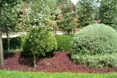 DSCF0154