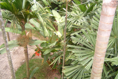 DSCF0212